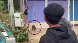 Padalarang KBB Geger, Babi Hutan Tiba-tiba Masuk Permukiman Warga <