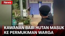  Kawanan Babi Hutan Diburu Warga saat Tiba-Tiba Masuk ke Permukiman di Padalarang