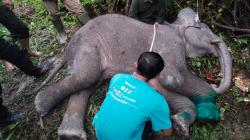 Anak Gajah di Taman Nasional Tesso Nilo Riau Mati, Diduga akibat Jeratan Pemburu<