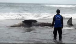  Terseret Gelombang Tinggi, Hiu Tutul Mati Terdampar di Pantai Wagir Indah Cilacap