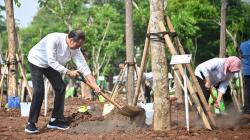 Jokowi Ikut Gerakan Tanam Pohon Bersama di Jaktim: Antisipasi Perubahan Iklim