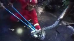 Ular Sanca Kembang 3 Meter Masuk Pekarangan Rumah di Majalengka, Warga Ketakutan<