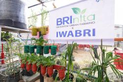 Inspiratif! Warga Tuminting Ubah Lahan Timbunan Sampah Jadi Urban Farming BRInita