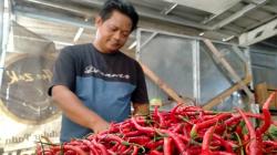 Masuk Musim Penghujan, Harga Cabai di Indramayu Rp100.000 per Kg<