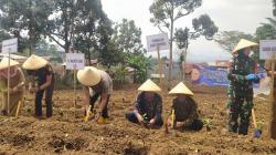 Lahan Terbatas, Pasokan Cabai di Kota Cimahi Bergantung ke Daerah Lain<