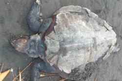 Penyu Lekang Ditemukan Mati Membusuk di Pantai Bayeman Kulonprogo  <