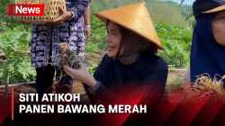 Siti Atikoh Panen Bawang Merah, Harap Petani di Bantul Sejahtera