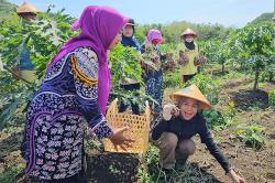 Atikoh Ganjar Pranowo Ikut Panen Bawang Merah di Bantul<