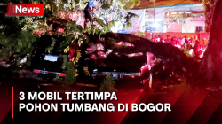 Pohon Tumbang Timpa 3 Mobil Usai Hujan Disertai Angin Kencang di Bogor
