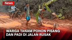 Ratusan Warga Tanami Pohon Pisang dan Padi pada Jalan Rusak di Lebak