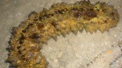 Mirip Kotoran Manusia, Makhluk Laut Ini Bisa Jadi Obat Kanker