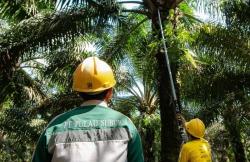 Baru 2 Bulan Listing, PTPS Tebar Dividen Interim Rp1,2 per Saham 