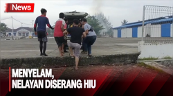 Menyelam Cari Gurita, Nelayan di Nias Kritis Setelah Diserang Hiu 
