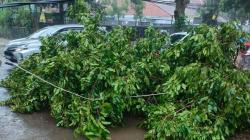 Hujan dan Angin Kencang di Cibungbulang Bogor, Pohon Roboh Timpa Rumah