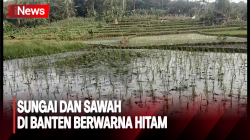 Sungai dan Sawah di Banten Berwarna Hitam, Diduga Tercemar Limbah Pabrik Sawit 