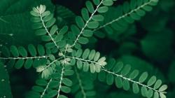 Mengenal 7 Manfaat Daun Meniran, Bisa Jaga Sistem Kekebalan Tubuh