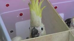 Hasil Penyelundupan, Puluhan Burung Kakaktua dan Nuri Bayan Akan Dikembalikan ke Maluku