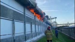Kandang Terbakar Hebat di Nagrak Sukabumi, Ribuan Ayam Mati Terpanggang<