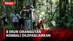 8 Ekor Orangutan Dilepasliarkan ke Taman Nasional Bukit Raya Kalimantan Tengah