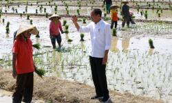  Jokowi Dorong Petani Segera Tanam Padi: Kita Harapkan Maret atau April Sudah Mulai Panen<