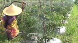 Harga di Pasaran Meroket, Petani Purwakarta Semringah Cabai Dibeli Bandar 2 Kali Lipat 