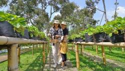 Begini Loh Lido Lake Resort yang Family Friendly untuk Liburan Akhir Tahun, Sejuk dan Bebas Macet!