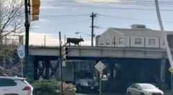 Heboh Banteng Liar Masuk Rel Kereta di New Yok, Layanan Tertunda 45 Menit