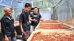 Alam Ganjar Antusias Lihat Langsung Proses Pengolahan Cokelat di Tabanan Bali: Potensi Pasarnya Luar Biasa!<