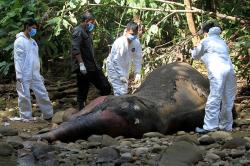Autopsi Gajah Sumatera yang Mati di Hutan Aceh Barat