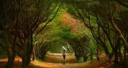 Desa Unik di Yogyakarta Punya Pantai Cantik Pemandangannya Pohon Cemara Berbentuk Lorong 