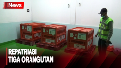 Tiga Orangutan yang Diselundupkan ke Thailand Direpatriasi ke Indonesia