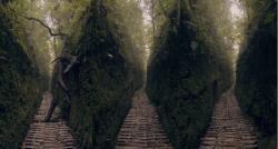 Viral Ada Wisata Lorong Lumut di Lembang, Netizen: Takut Nyasar ke Alam Gaib