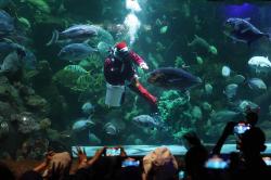 Aksi Sinterklas Menyelam bersama Ratusan Ikan di Akuarium Raksasa