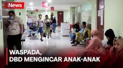 Kenali Tanda-Tandanya Gejala Demam Berdarah pada Anak, Orangtua Harus Waspada