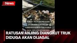 Diangkut Truk, Ratusan Anjing Diduga Akan Dibawa ke Rumah Pemotongan Hewan