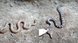 5 Arti Mimpi Dililit Ular Besar, Salah Satunya Pertanda Karma