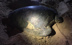 Mengenal Penyu Lekang Spesies Unik Perairan Dangkal, Sensitif pada Cahaya Terang 