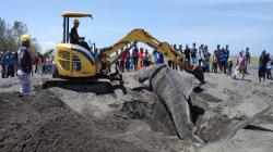 17 Biota Laut Terdampar di Indonesia Sepanjang 2023, Terbaru di Pantai Kodok Pandeglang<
