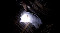 Waduh, 4 Kambing Warga Mati Diserang Tawon Vespa di Mojokerto<