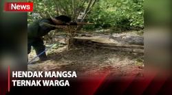 Detik-Detik Warga Kabupaten Bombana Tangkap Buaya Muara 4 Meter