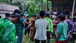 Sapi Warga di Pasaman Ditemukan Mati Mengenaskan Diterkam Harimau <