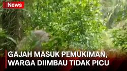 Dua Gajah Liar Masuk Pemukiman, Warga Diimbau Tidak Timbulkan Konflik