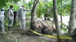 Anak Gajah Ditemukan Mati di Pinggir Sungai di Merangin, Diduga Terseret Banjir Bandang<