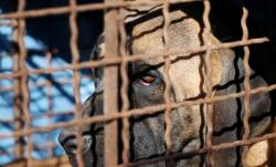 Korsel Sahkan UU Larang Makan Daging Anjing, Hukuman Penjara atau Denda Rp354 Juta