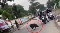 Heboh 2 Babi Berkeliaran di Jalanan Bandung sampai Masuk Kantor Camat<
