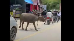 Kerbau Mengamuk di Jalan Poros Rante-Rante Mamasa Seruduk Pemotor hingga Terjatuh