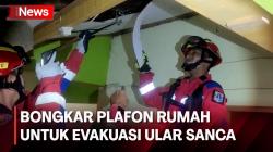 Petugas Damkar Bongkar Plafon Rumah Warga untuk Evakuasi Ular Sanca Sepanjang 4 Meter