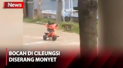 Viral! Monyet Peliharaan Lepas dan Serang Bocah di Cileungsi Bogor