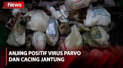 Akan Dikirim ke Rumah Jagal, Ratusan Anjing Dikembalikan ke Penampungan Hewan