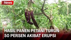 Erupsi Gunung Marapi akibatkan Hasil Panen Petani Turun 50 Persen